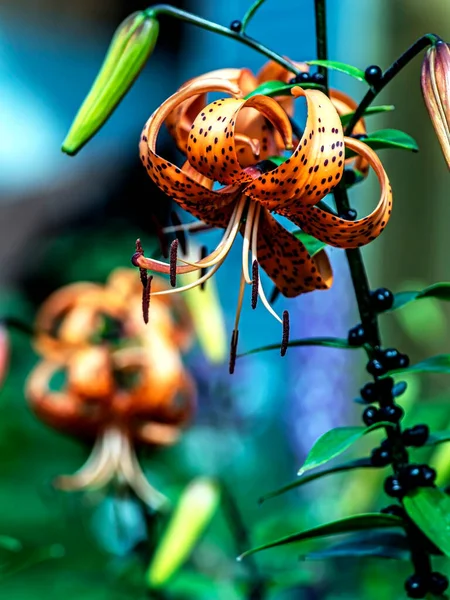 Ljus Delikat Orange Tiger Lilja Trädgården Mot Bakgrund Suddig Naturlig — Stockfoto