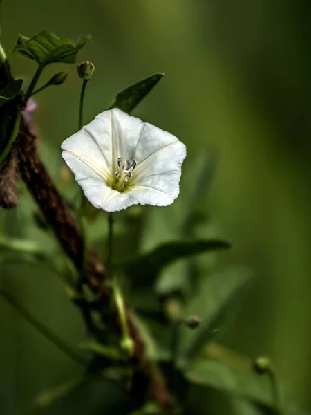 Convolvulus Flowers Plants Latin Name Convolvulus Greenery Meadow — Stock Photo, Image