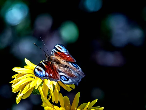 ラテン語でAglais Ioという名前の蝶は カレンデュラの花に座っています — ストック写真