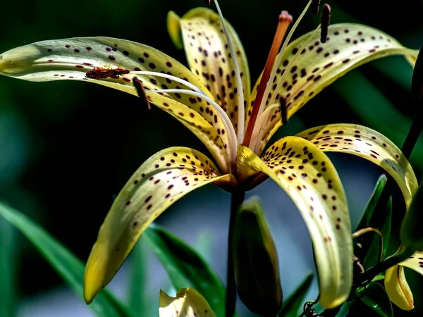 Lys Tigre Jaune Délicat Lumineux Dans Jardin Sur Fond Verdure — Photo