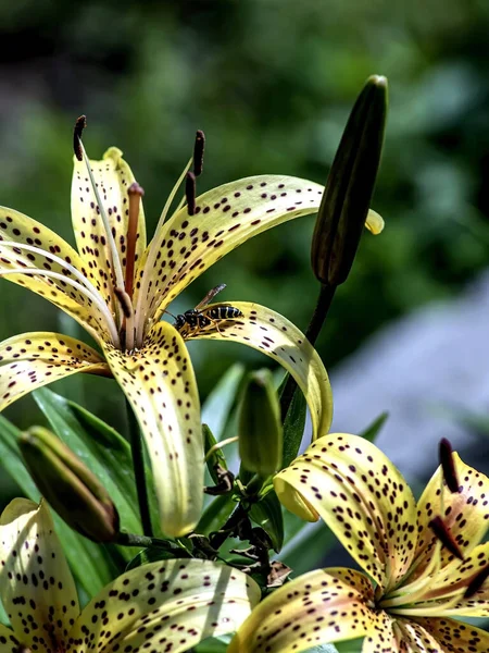 Helder Delicate Gele Tijgerlelie Tuin Tegen Achtergrond Van Wazig Natuurlijk — Stockfoto