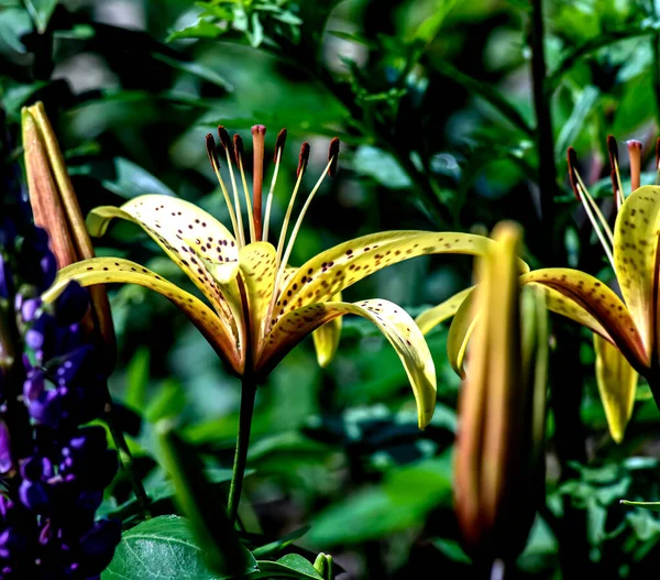 Lirio Tigre Amarillo Delicado Brillante Jardín Contra Fondo Vegetación Natural —  Fotos de Stock