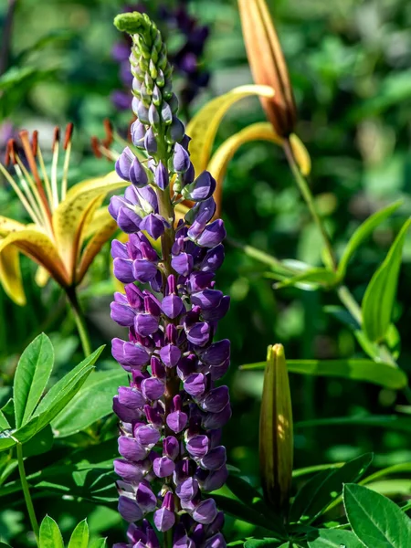 Jasné Jemné Krásné Kvetoucí Fialové Lupínky Zahradě — Stock fotografie