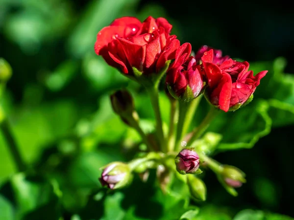 Géranium Rouge Éponge Dans Jardin Avec Gouttes Rosée Matinale Macro — Photo