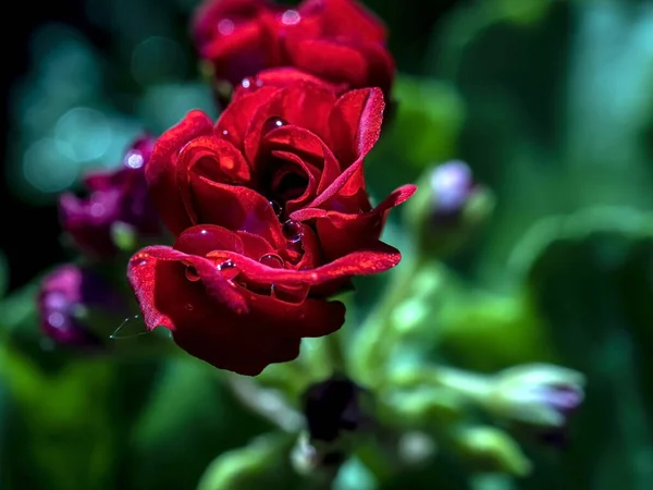Махровый Красный Герань Саду Утренними Каплями Росы Макрос — стоковое фото
