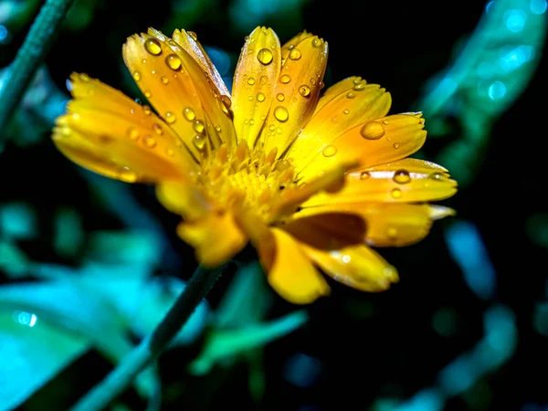 Bloem Van Calendula Met Dauwdruppels Ochtendzon — Stockfoto