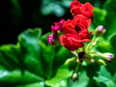 Bahçedeki Terry Red Sardunya Sabah çiğ damlaları, makro