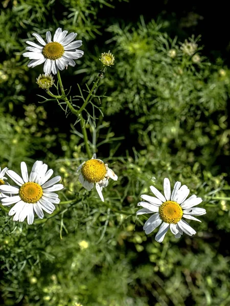 Margaridas Brancas Delicadas Fundo Natural Turvo Escuro Uma Área Foco — Fotografia de Stock