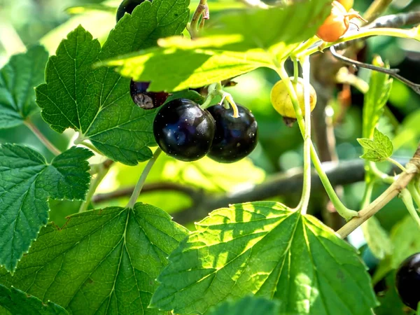 Grosella Negra Madura Brillante Fresca Dulce Arbusto Jardín —  Fotos de Stock