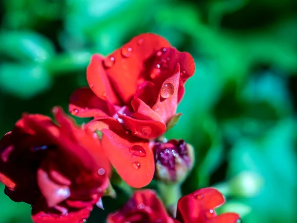 Terry Red Geranium Garden Morning Dew Drops Macro — Stock Photo, Image