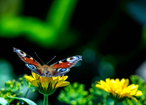 Pillangó Latin Nevével Aglais Egy Napraforgó Virág — Stock Fotó