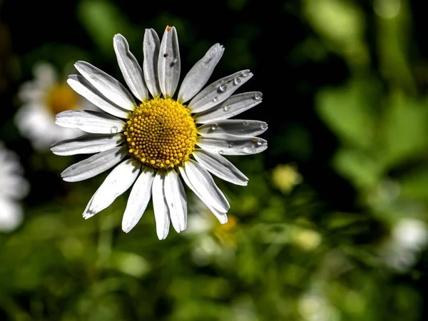 Camomila Branca Fresca Com Gotas Orvalho Manhã Jardim — Fotografia de Stock