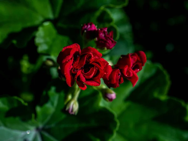 Terry Gerânio Vermelho Jardim Com Gotas Orvalho Manhã Macro — Fotografia de Stock