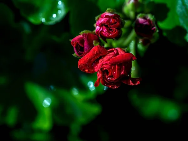 Géranium Rouge Éponge Dans Jardin Avec Gouttes Rosée Matinale Macro — Photo