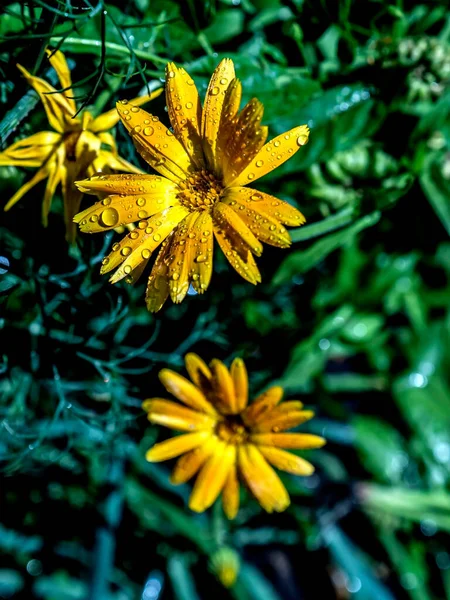 Flor Calêndula Com Gotas Orvalho Luz Solar Manhã — Fotografia de Stock