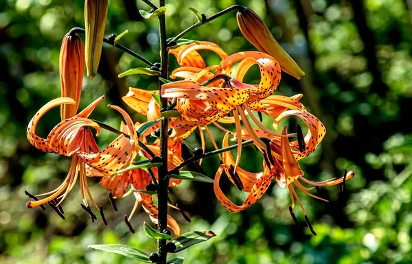 Fényes Finom Narancs Tigris Liliom Kertben Hátterében Elmosódott Természetes Növényzet — Stock Fotó