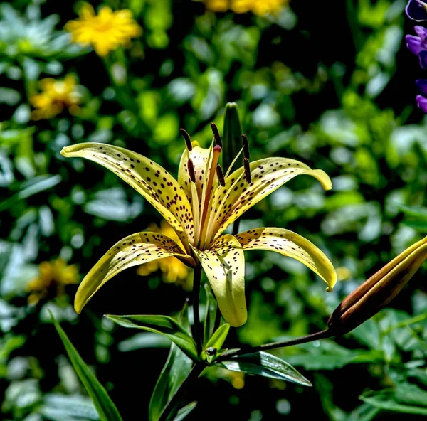 Bahçedeki Parlak Sarı Kaplan Zambağı Bulanık Doğal Yeşilliğin Arka Planına — Stok fotoğraf