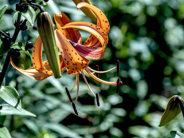 Bahçedeki Parlak Narin Turuncu Kaplan Zambağı Bulanık Doğal Yeşilliğin Arka — Stok fotoğraf