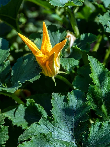 Brillante Flor Calabacín Amarillo Esponjoso Fresco Jardín Entre Vegetación — Foto de Stock