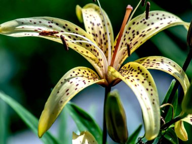 Bahçedeki parlak sarı kaplan zambağı, bulanık doğal yeşilliğin arka planına karşı.