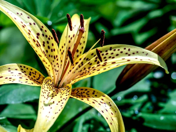 Lírio Tigre Amarelo Delicado Brilhante Jardim Contra Fundo Vegetação Natural — Fotografia de Stock