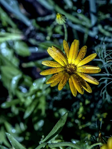 Fleur Calendula Avec Gouttes Rosée Soleil Matin — Photo