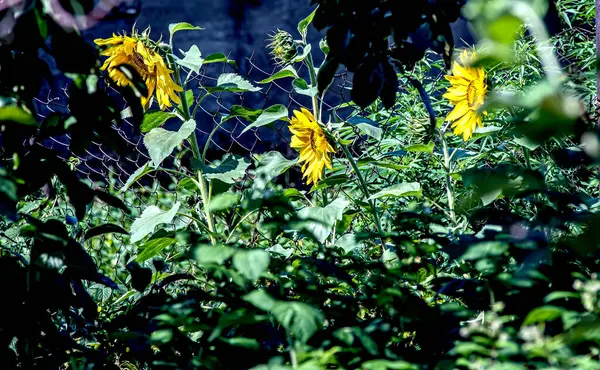 Žlutá Jasně Kvetoucí Slunečnice Zahradě Ozářená Sluncem — Stock fotografie