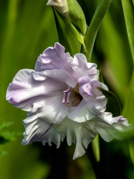 花园里新鲜的浅紫色角斗士 — 图库照片