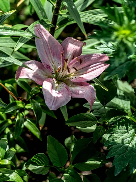 Friss világos lila liliom a kertben — Stock Fotó