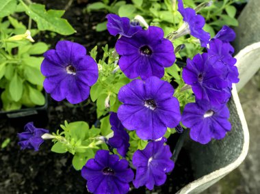 Parlak mor petunyalar çiçek açıyor bahçede.