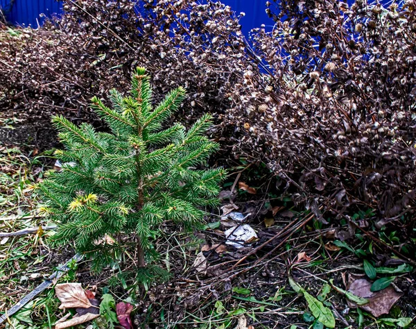 Small green decorative spruce among the grass — Stock Photo, Image