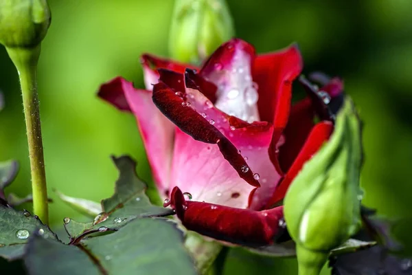 Delicadas pétalas de rosa com gotas de orvalho da manhã — Fotografia de Stock