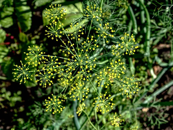 Gula Paraplyer Blommande Dill Växter Med Det Latinska Namnet Anethum — Stockfoto