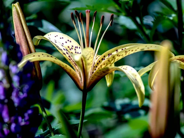 Lírio Tigre Amarelo Delicado Brilhante Jardim Contra Fundo Vegetação Natural — Fotografia de Stock