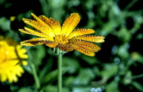 Blume Der Ringelblume Mit Tautropfen Morgensonnenlicht — Stockfoto