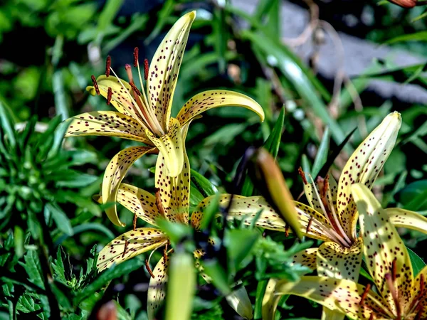 Helder Delicate Gele Tijgerlelie Tuin Tegen Achtergrond Van Wazig Natuurlijk — Stockfoto