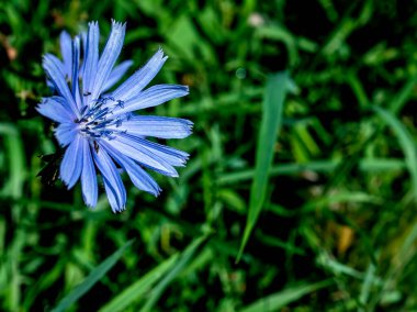 Sapında taze hindiba çiçeği, makro