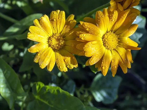 Квітка Календули Краплями Роси Ранковому Сонячному Світлі — стокове фото