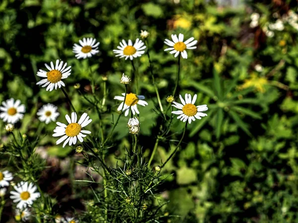 Jemné Čerstvé Bílé Sedmikrásky Ranní Zahradě Nezřetelném Přírodním Pozadí — Stock fotografie