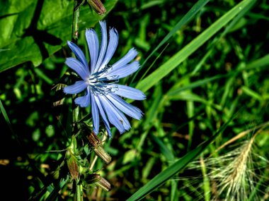 Sapında taze hindiba çiçeği, makro