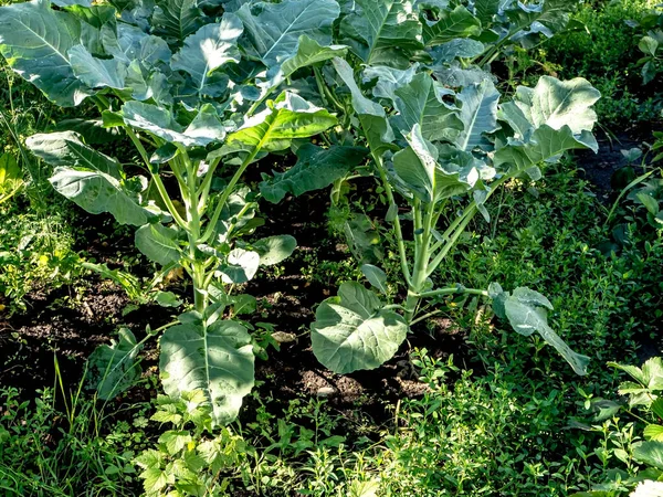 Frischer Grüner Brokkoli Wächst Garten Auf Dem Beet — Stockfoto