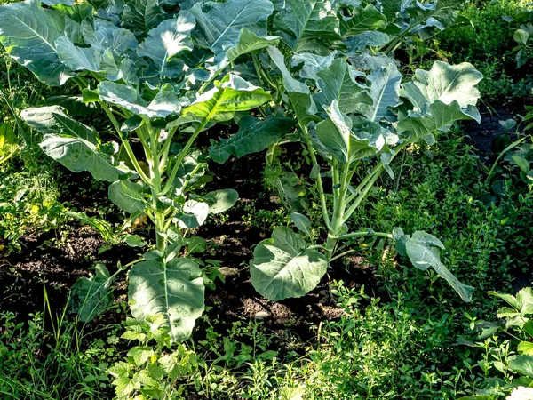 Brocoli Vert Frais Pousse Dans Jardin Sur Lit — Photo