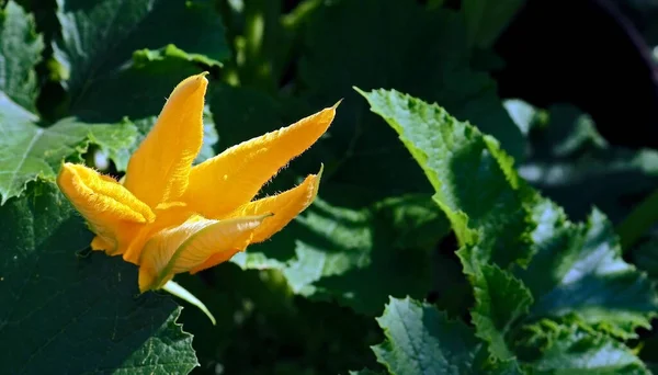 Leuchtend Frische Flauschige Gelbe Zucchini Blume Garten Inmitten Des Grüns — Stockfoto