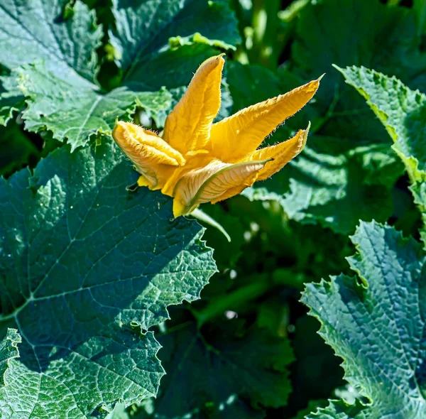 Brillante Flor Calabacín Amarillo Esponjoso Fresco Jardín Entre Vegetación — Foto de Stock