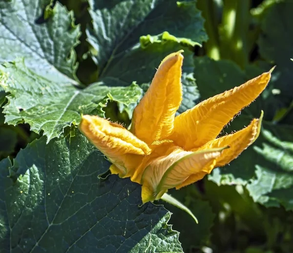 Ljus Frisk Fluffig Gul Zucchini Blomma Trädgården Bland Grönska — Stockfoto