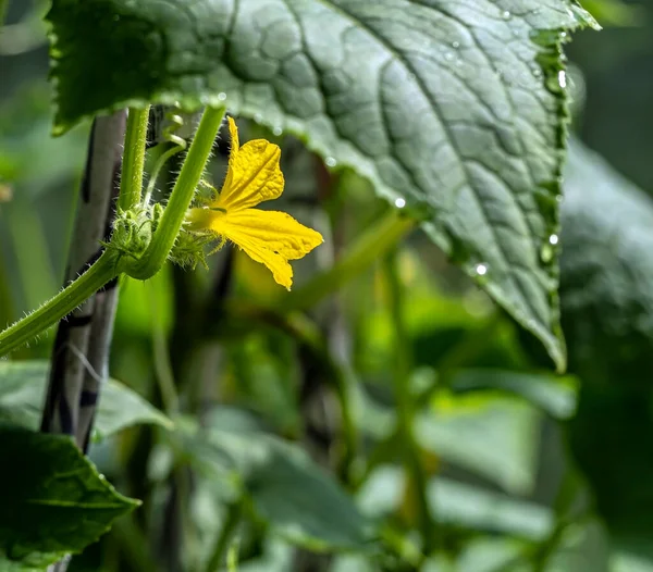 Flores Pepino Amarillo Brillante Invernadero Sobre Fondo Natural — Foto de Stock