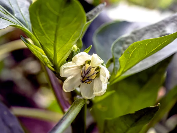 Flower of Bulgarian pepper in a greenhouse — Stock Photo, Image