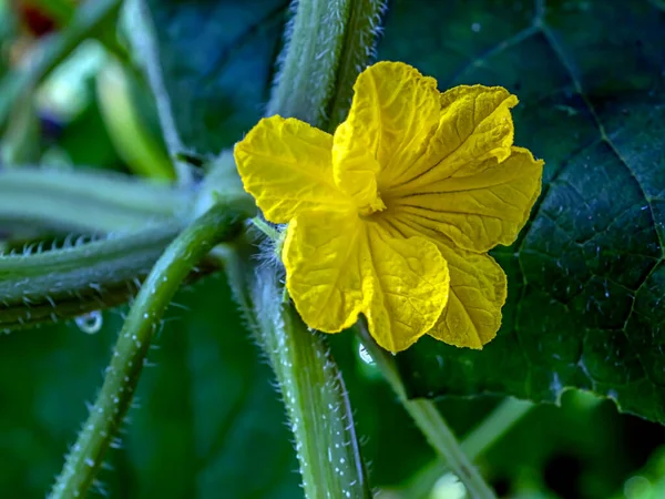 Flores de pepino amarillo brillante en el invernadero — Foto de Stock