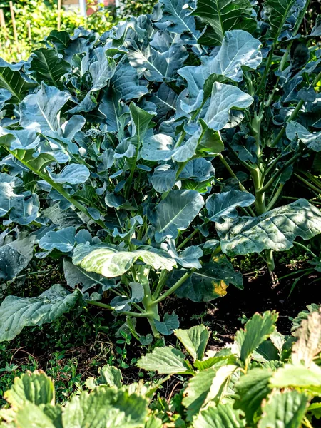 Frischer Grüner Brokkoli Wächst Garten Auf Dem Beet — Stockfoto