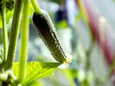 Serada taze yeşil salatalıklar var. Dar bir odak noktası.